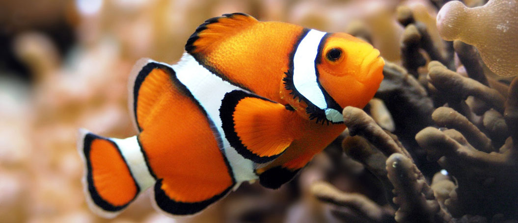 电话狂轰滥炸软件