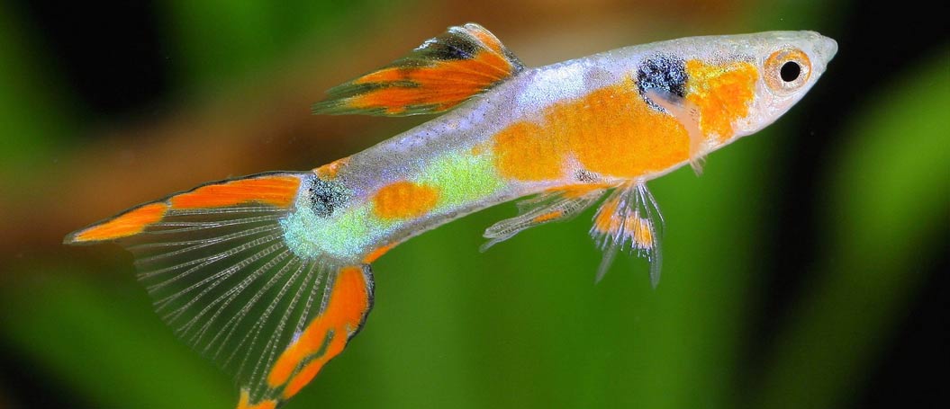 会员商店可靠的免费短信云呼轰炸