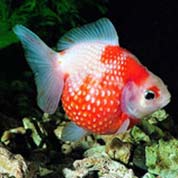 小七手机号在线网页轰炸