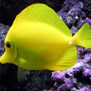 求靠谱卖家的电话轰炸业务网