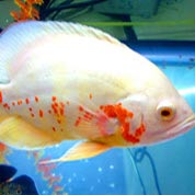 自动拨号软件连续呼叫