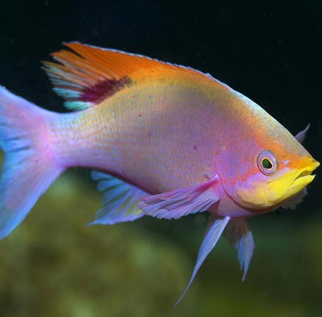 引领行业革命的打爆别人电话的软件